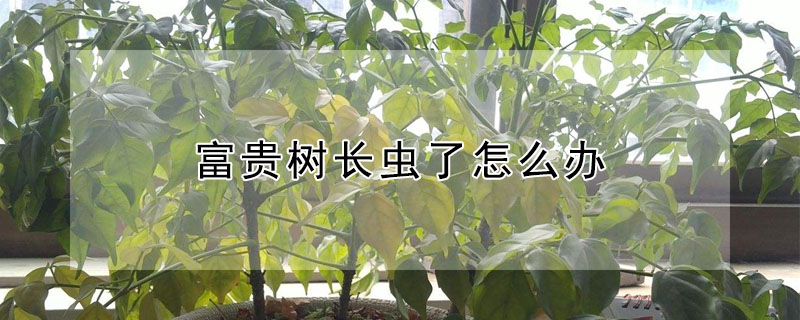 富貴樹長蟲了怎麼辦