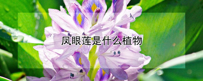 鳳眼蓮是什麼植物