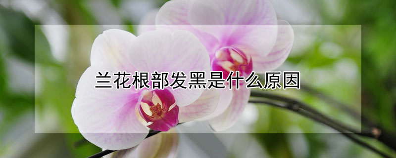 蘭花根部發黑是什麼原因
