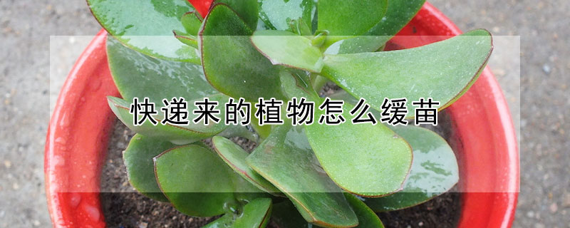快遞來的植物怎麼緩苗