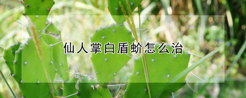仙人掌白盾蚧怎麼治