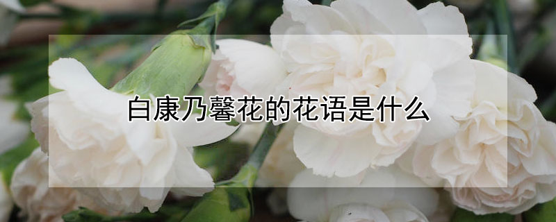 白康乃馨花的花語是什麼