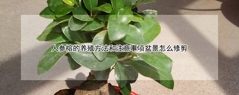 人參榕的養殖方法和注意事項盆景怎麼修剪