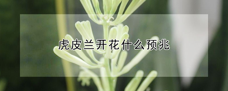 虎皮蘭開花什麼預兆