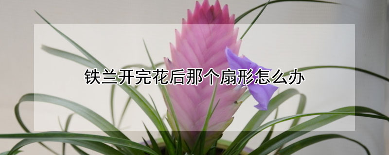 鐵蘭開完花後那個扇形怎麼辦