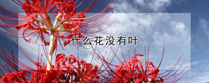 什麼花沒有葉