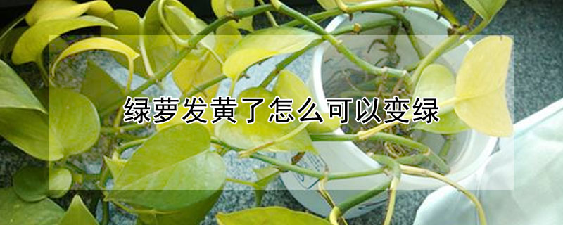 綠蘿發黃了怎麼可以變綠