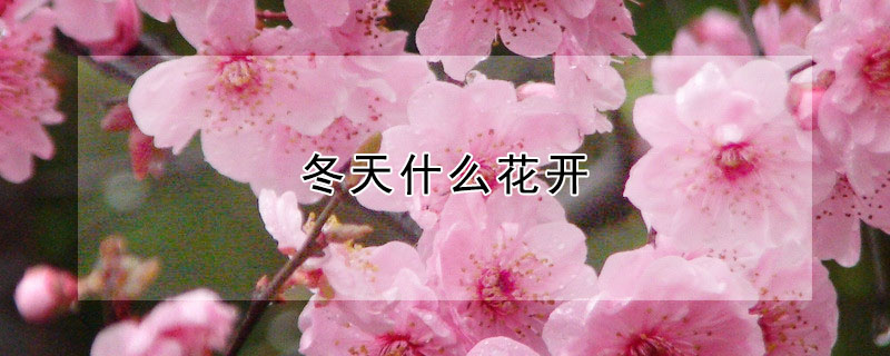 冬天什麼花開