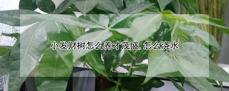 小發財樹怎麼養才茂盛,怎麼澆水