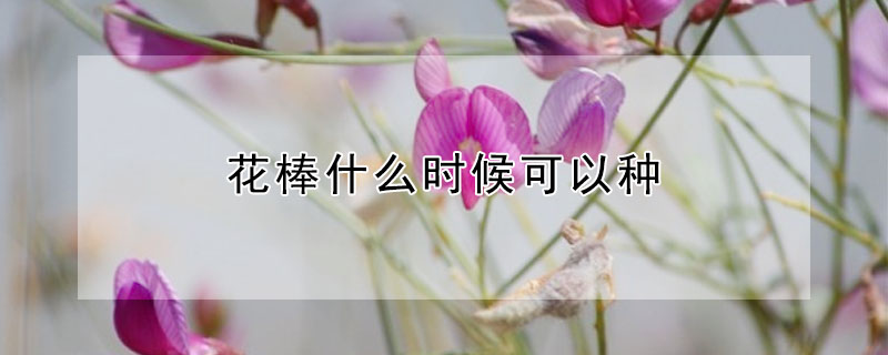 花棒什麼時候可以種