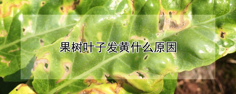 果樹葉子發黃什麼原因