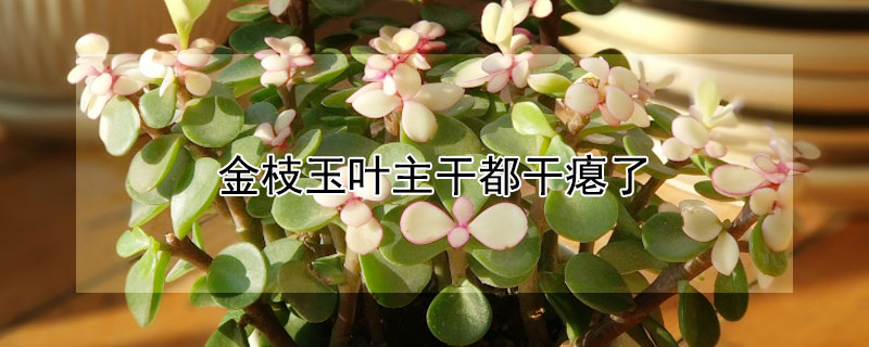 金枝玉葉主幹都幹癟了