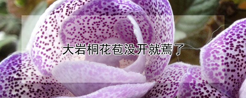 大岩桐花苞沒開就蔫了
