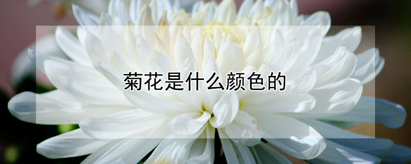 菊花是什麼顏色的