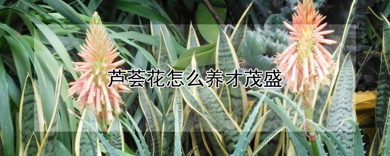 蘆薈花怎麼養才茂盛