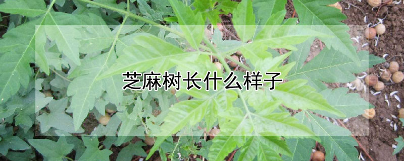 芝麻樹長什麼樣子