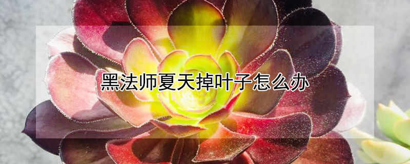 黑法師夏天掉葉子怎麼辦