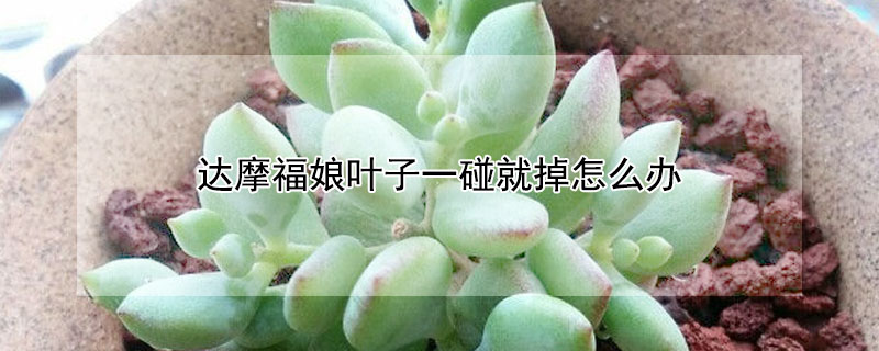 達摩福娘葉子一碰就掉怎麼辦