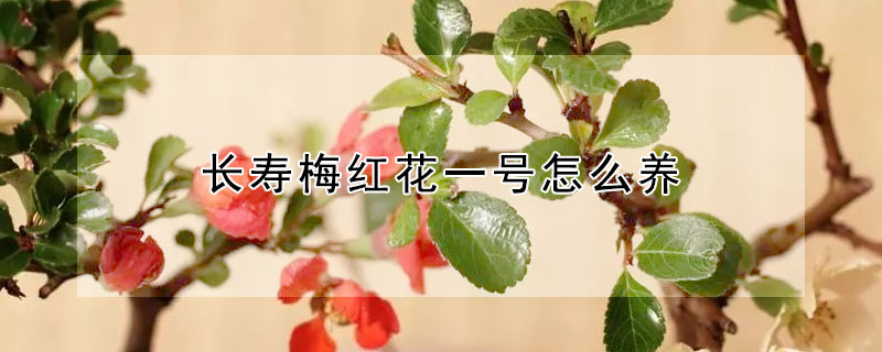 長壽梅紅花一號怎麼養
