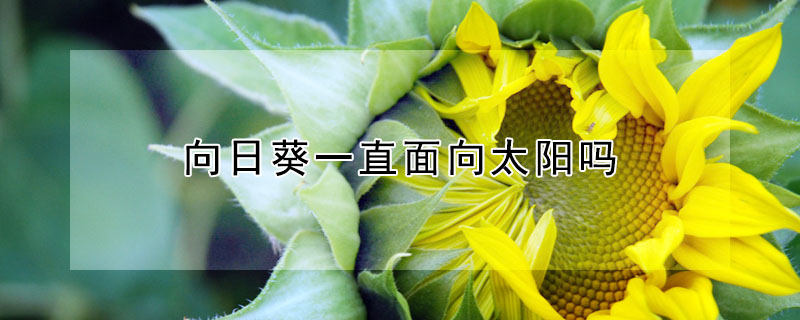 向日葵一直麵向太陽嗎