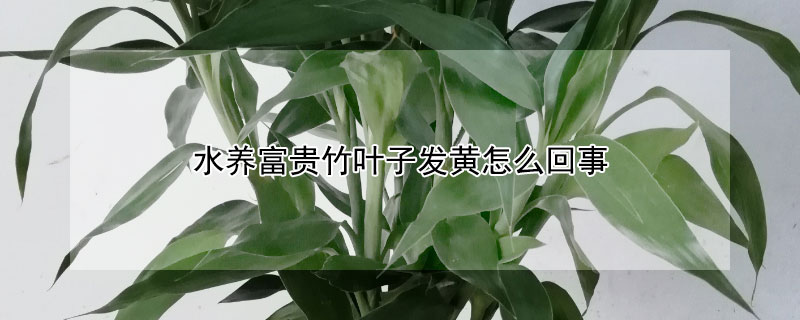 水養富貴竹葉子發黃怎麼回事