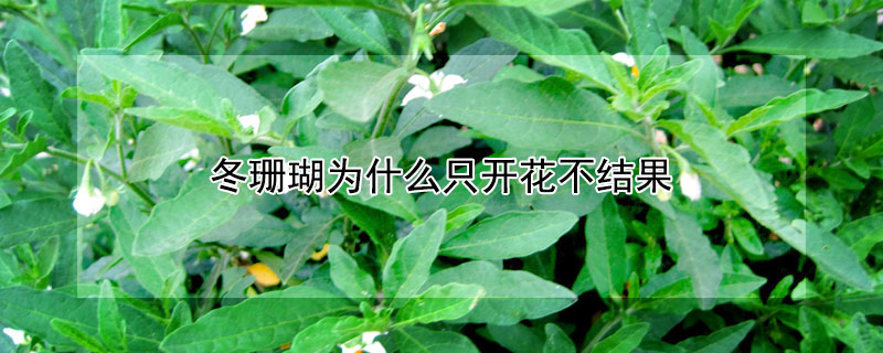 冬珊瑚為什麼隻開花不結果