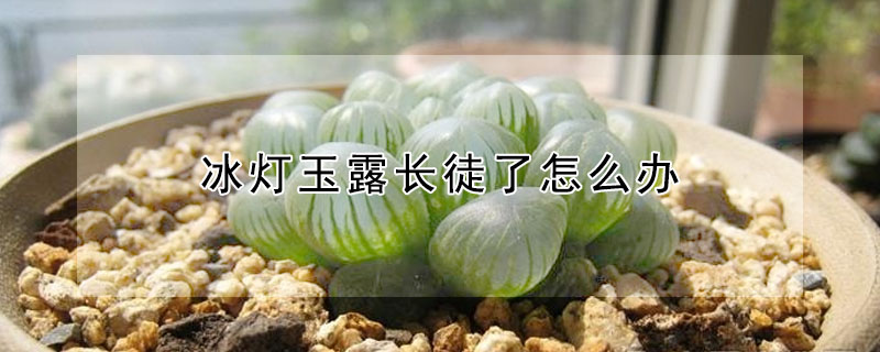 冰燈玉露長徒了怎麼辦