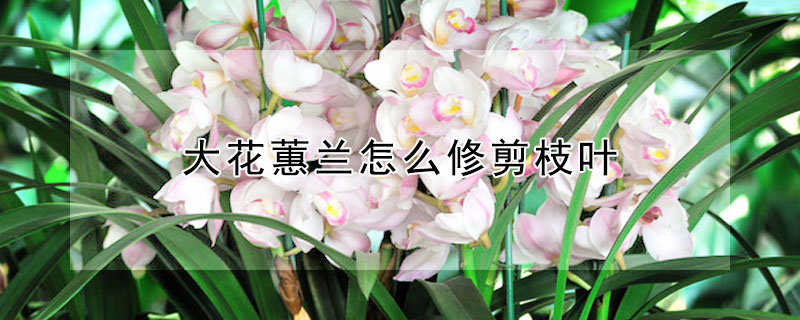 大花蕙蘭怎麼修剪枝葉