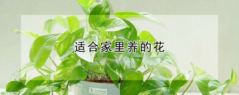 適合家裏養的花
