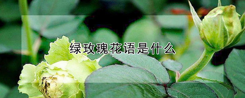 綠玫瑰花語是什麼
