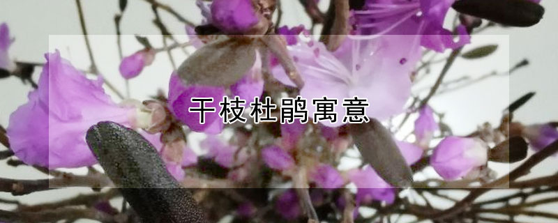 幹枝杜鵑寓意