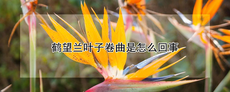鶴望蘭葉子卷曲是怎麼回事