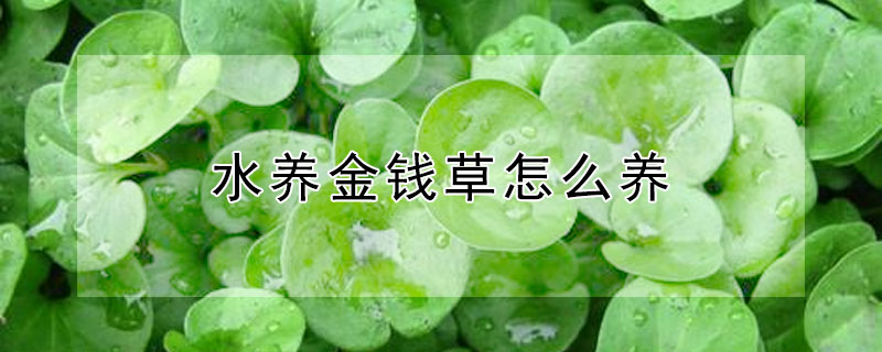 水養金錢草怎麼養