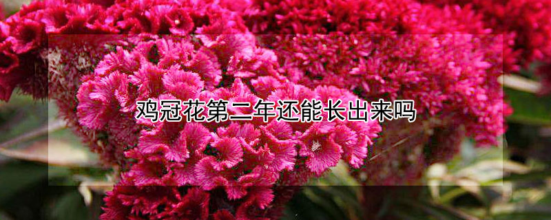 雞冠花第二年還能長出來嗎