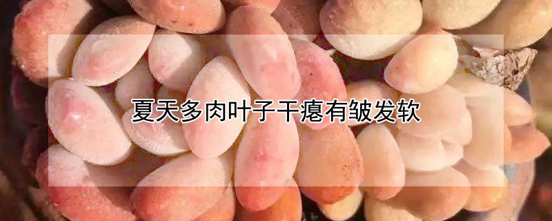 夏天多肉葉子幹癟有皺發軟