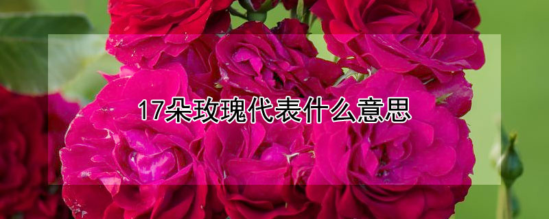 17朵玫瑰代表什麼意思