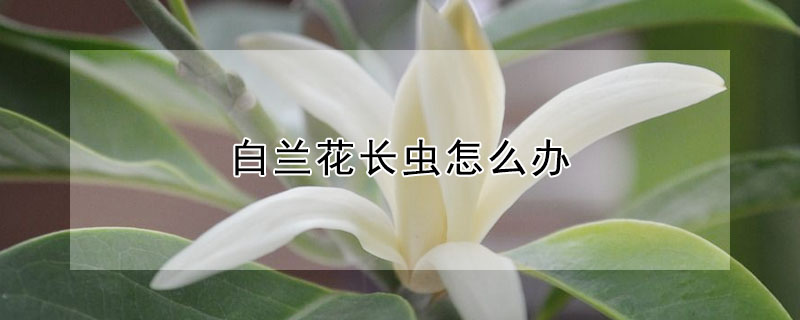 白蘭花長蟲怎麼辦