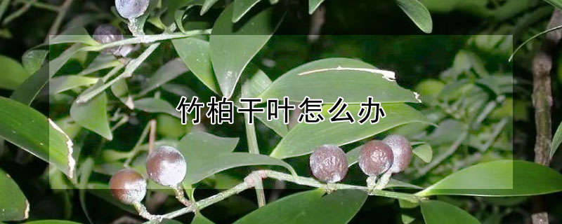 竹柏幹葉怎麼辦