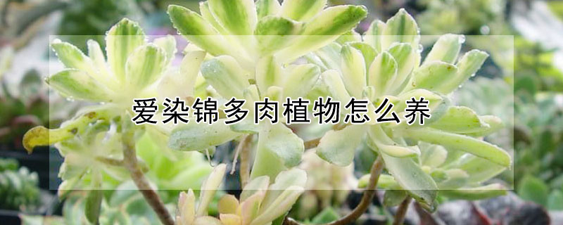 愛染錦多肉植物怎麼養