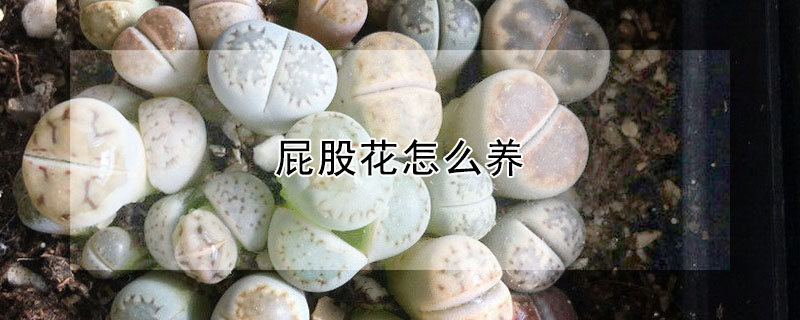 屁股花怎麼養