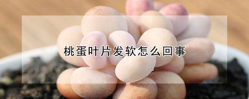 桃蛋葉片發軟怎麼回事