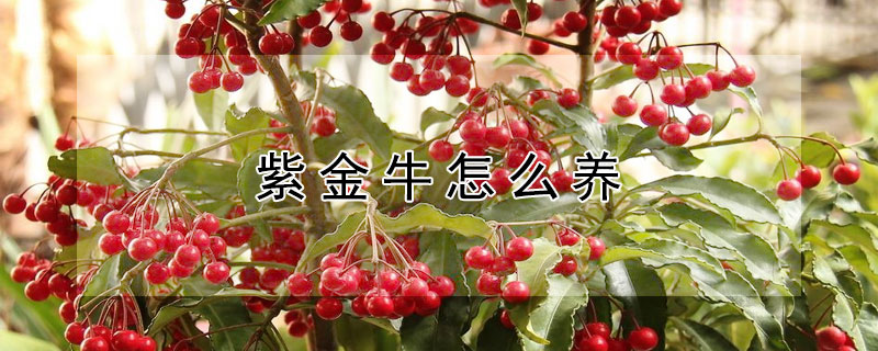 紫金牛怎麼養