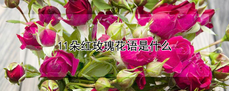 11朵紅玫瑰花語是什麼