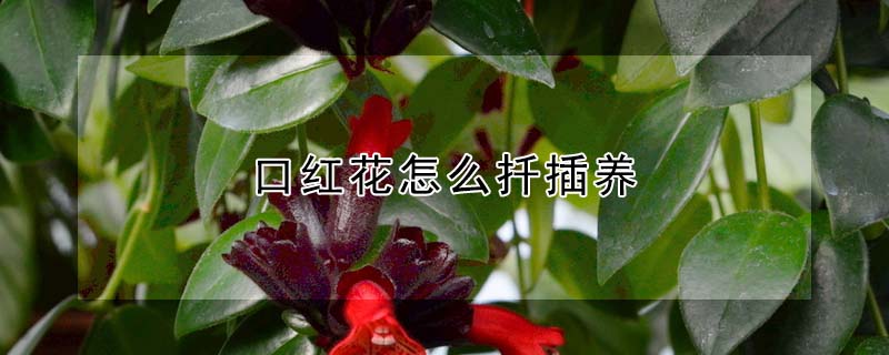 口紅花怎麼扡插養