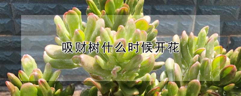吸財樹什麼時候開花
