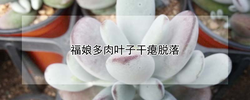 福娘多肉葉子幹癟脫落