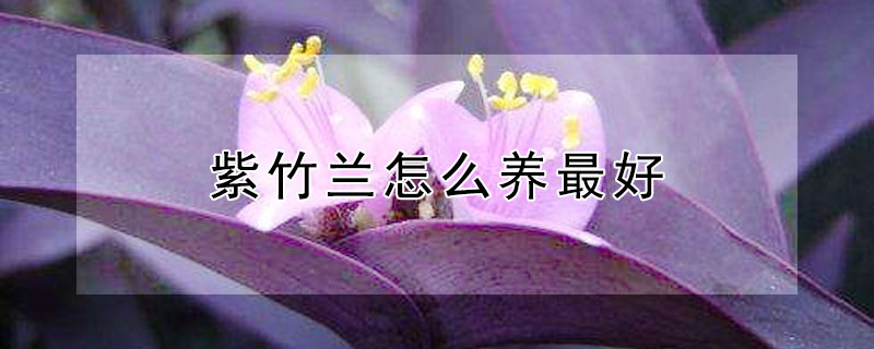 紫竹蘭怎麼養最好