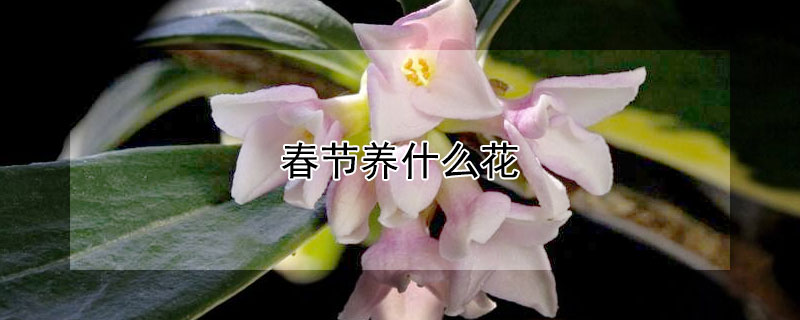 春節養什麼花