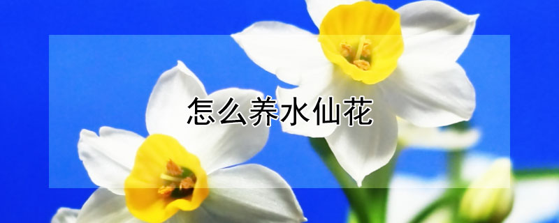 怎麼養水仙花