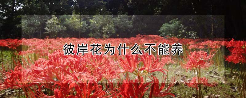 彼岸花為什麼不能養